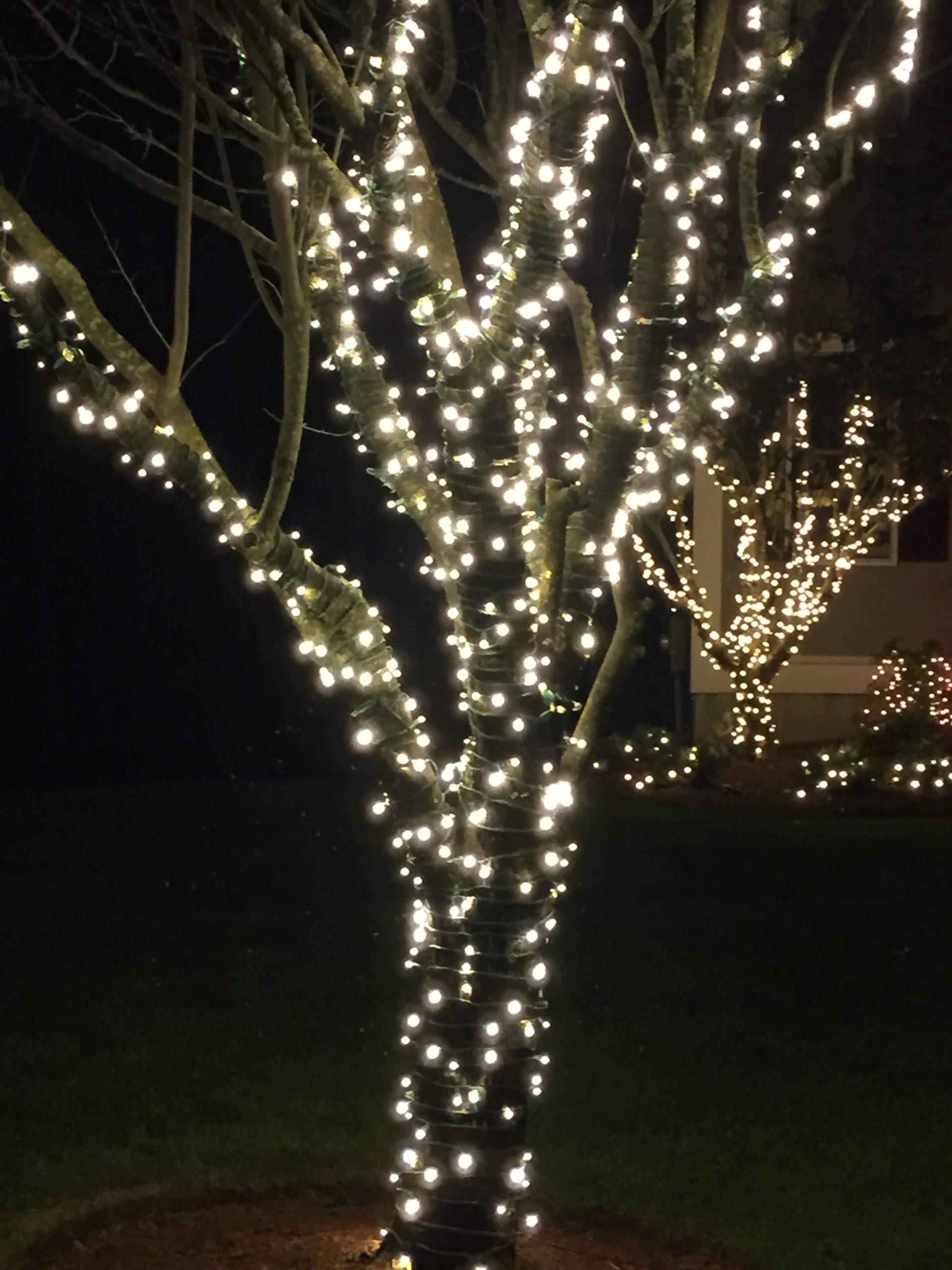 Professional Holiday Lighting - Tree